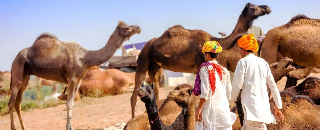 Le Rajasthan et son étincelante Foire de Pushkar - 14 jours