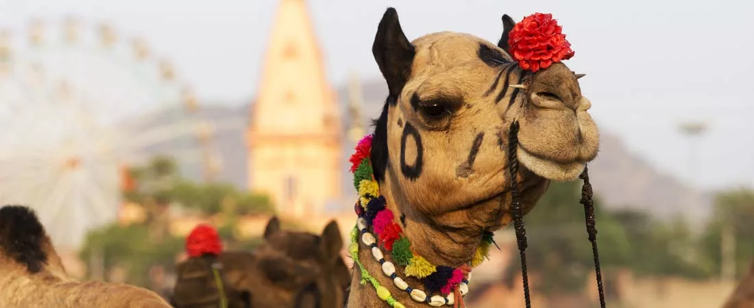 Le Rajasthan et son étincelante Foire de Pushkar - 14 jours