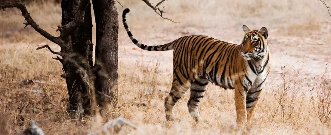 Le Triangle d'Or et Ranthambore - 9 jours